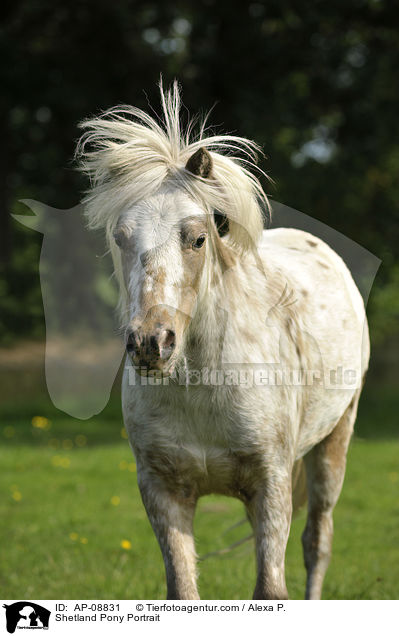 Shetland Pony Portrait / Shetland Pony Portrait / AP-08831
