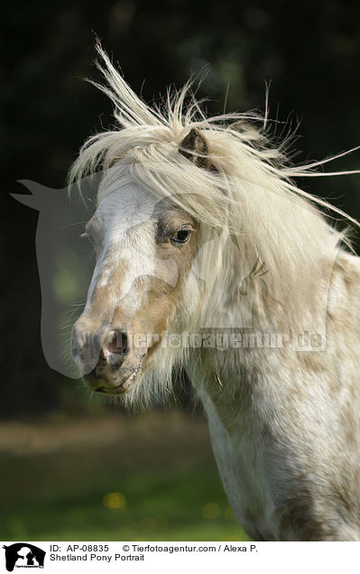 Shetland Pony Portrait / Shetland Pony Portrait / AP-08835