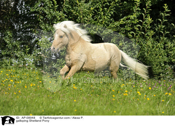 galoppierendes Shetland Pony / galloping Shetland Pony / AP-08948