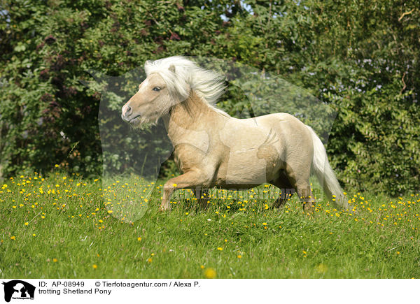 trabendes Shetland Pony / trotting Shetland Pony / AP-08949
