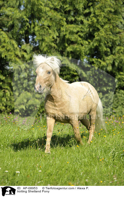 trabendes Shetland Pony / trotting Shetland Pony / AP-08953