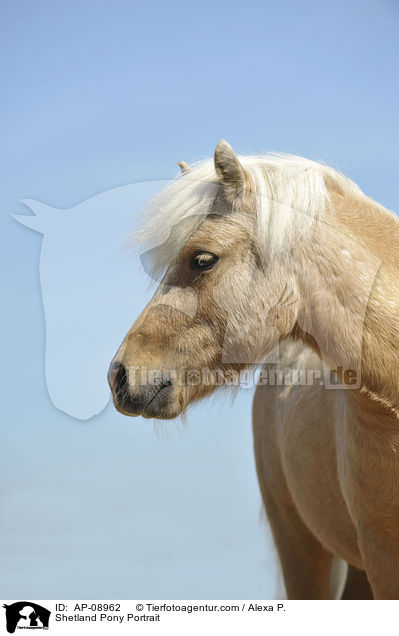 Shetland Pony Portrait / Shetland Pony Portrait / AP-08962