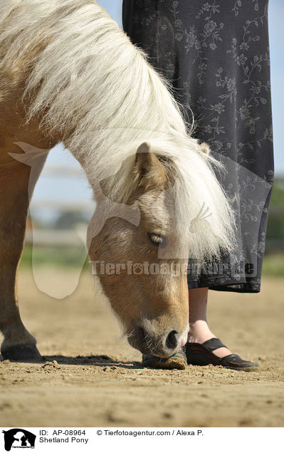 Shetland Pony / Shetland Pony / AP-08964