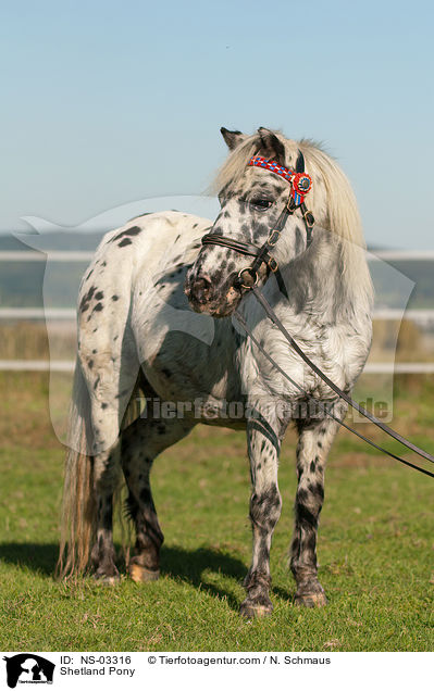 Shetland Pony / Shetland Pony / NS-03316