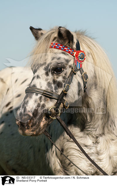 Shetland Pony Portrait / Shetland Pony Portrait / NS-03317
