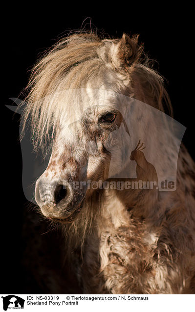 Shetland Pony Portrait / Shetland Pony Portrait / NS-03319