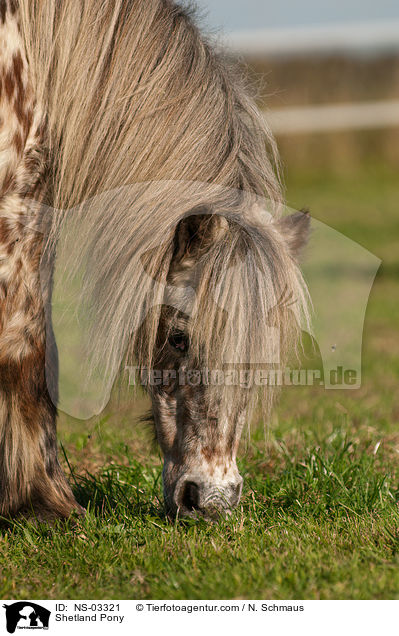 Shetland Pony / Shetland Pony / NS-03321