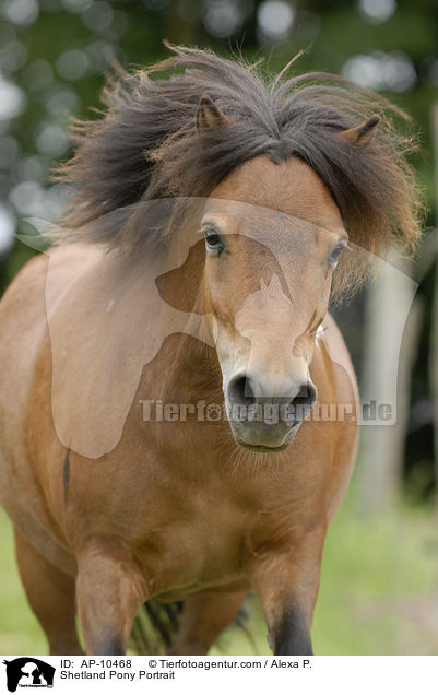 Shetland Pony Portrait / Shetland Pony Portrait / AP-10468