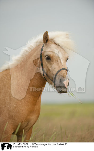 Shetland Pony Portrait / Shetland Pony Portrait / AP-10989