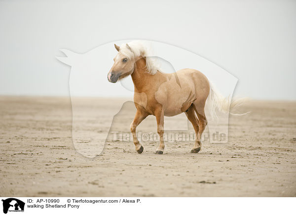 laufendes Shetland Pony / walking Shetland Pony / AP-10990
