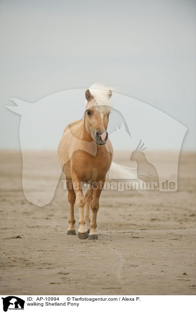laufendes Shetland Pony / walking Shetland Pony / AP-10994