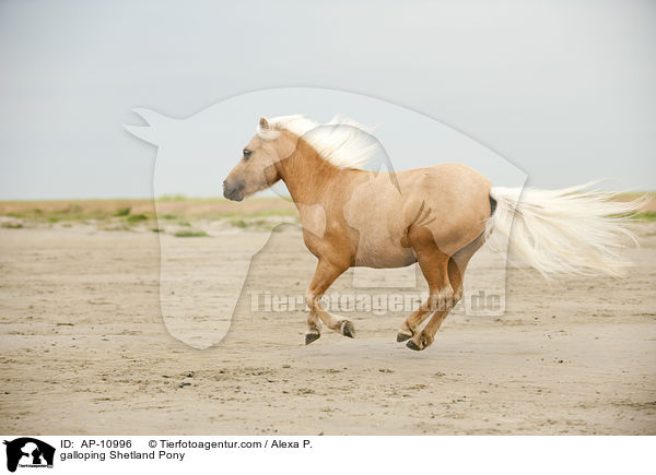 galoppierendes Shetland Pony / galloping Shetland Pony / AP-10996