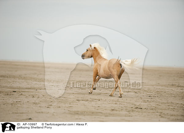 galoppierendes Shetland Pony / galloping Shetland Pony / AP-10997