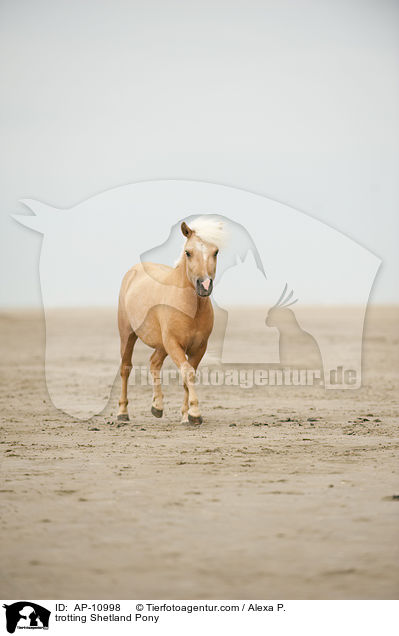 trabendes Shetland Pony / trotting Shetland Pony / AP-10998