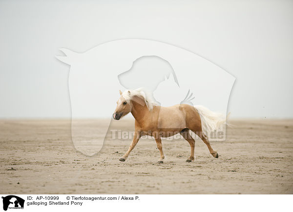 galoppierendes Shetland Pony / galloping Shetland Pony / AP-10999