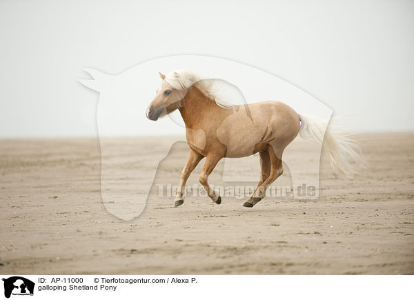 galoppierendes Shetland Pony / galloping Shetland Pony / AP-11000