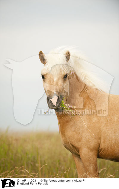 Shetland Pony Portrait / Shetland Pony Portrait / AP-11003