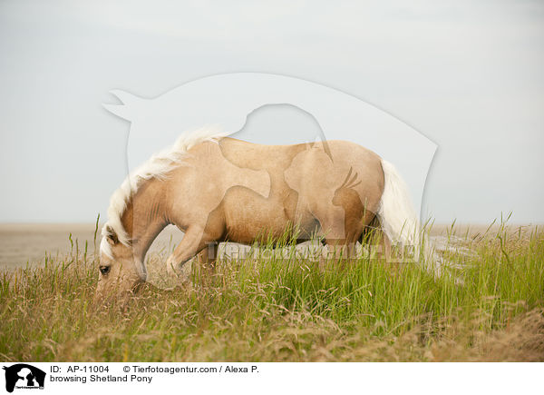 grasendes Shetland Pony / browsing Shetland Pony / AP-11004