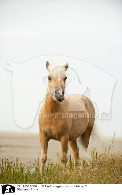 Shetland Pony / Shetland Pony / AP-11008