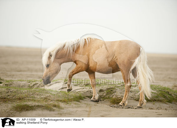 laufendes Shetland Pony / walking Shetland Pony / AP-11009