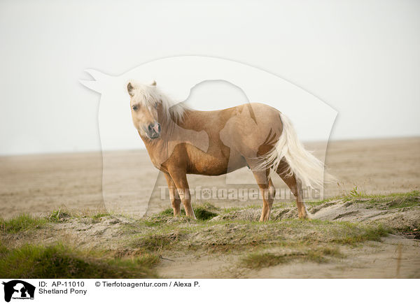 Shetland Pony / Shetland Pony / AP-11010