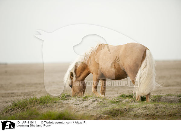 grasendes Shetland Pony / browsing Shetland Pony / AP-11011