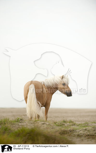 Shetland Pony / Shetland Pony / AP-11013