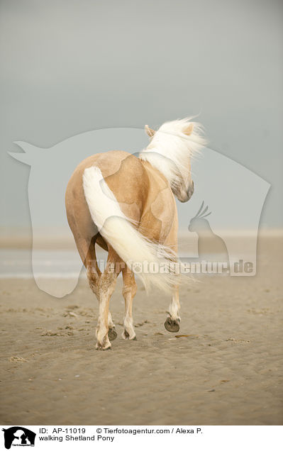 laufendes Shetland Pony / walking Shetland Pony / AP-11019