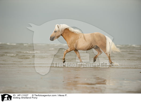 trabendes Shetland Pony / trotting Shetland Pony / AP-11027