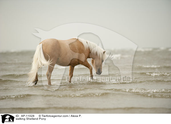 laufendes Shetland Pony / walking Shetland Pony / AP-11028