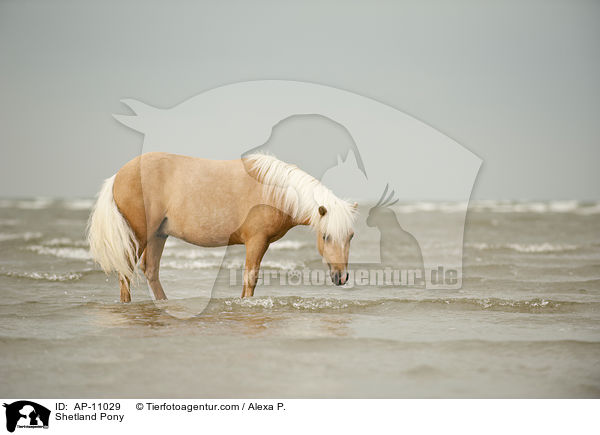 Shetland Pony / Shetland Pony / AP-11029