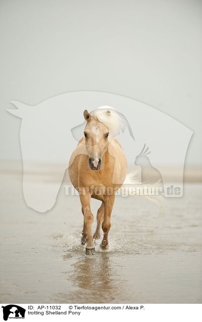 trabendes Shetland Pony / trotting Shetland Pony / AP-11032
