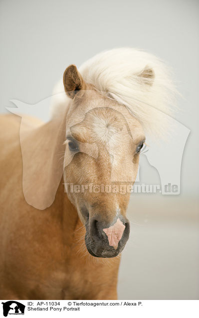 Shetland Pony Portrait / Shetland Pony Portrait / AP-11034