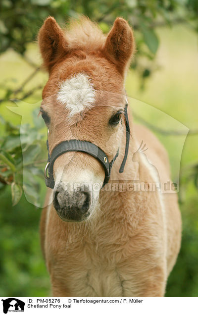 Shetland Pony Fohlen / Shetland Pony foal / PM-05276