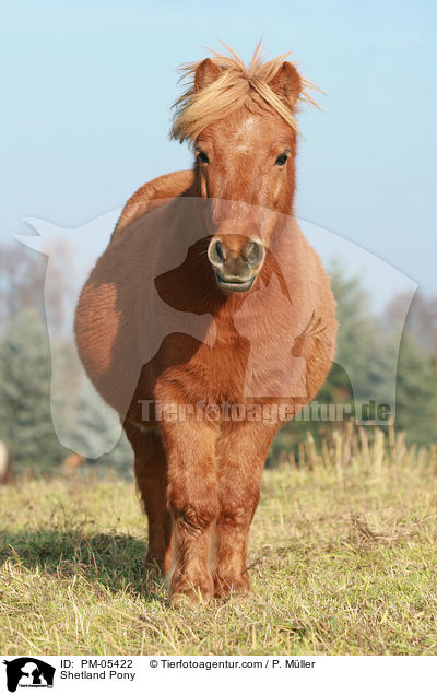 Shetland Pony / Shetland Pony / PM-05422