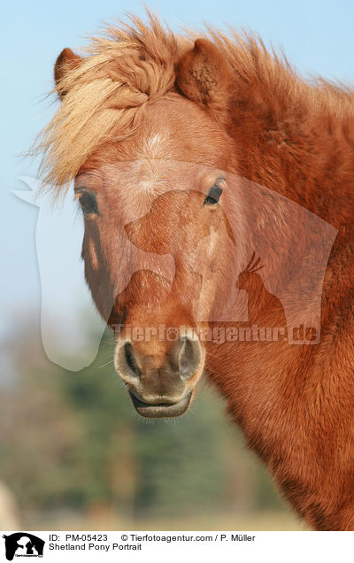 Shetland Pony Portrait / Shetland Pony Portrait / PM-05423