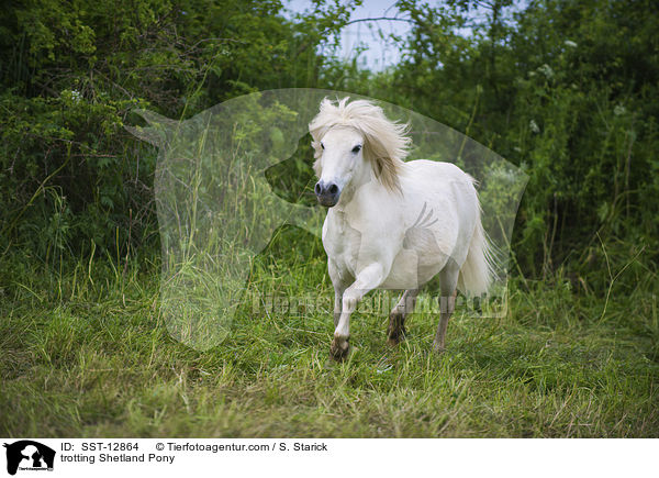 trabendes Shetland Pony / trotting Shetland Pony / SST-12864