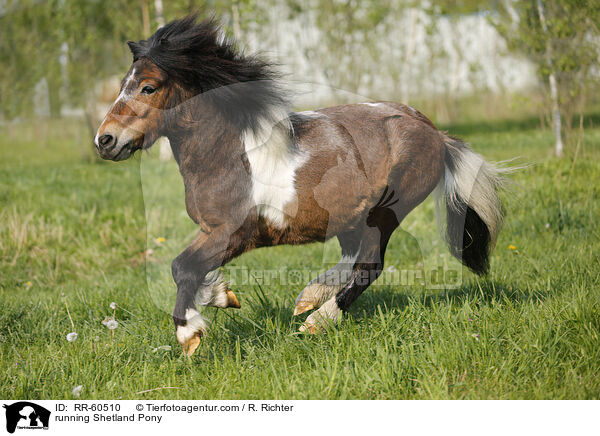 rennendes Shetland Pony / running Shetland Pony / RR-60510