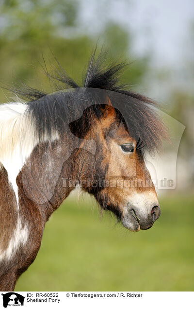Shetland Pony / Shetland Pony / RR-60522