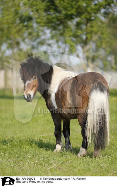 Shetland Pony auf der Weide / Shetland Pony on meadow / RR-60523