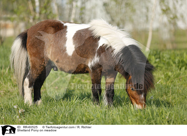 Shetland Pony auf der Weide / Shetland Pony on meadow / RR-60525