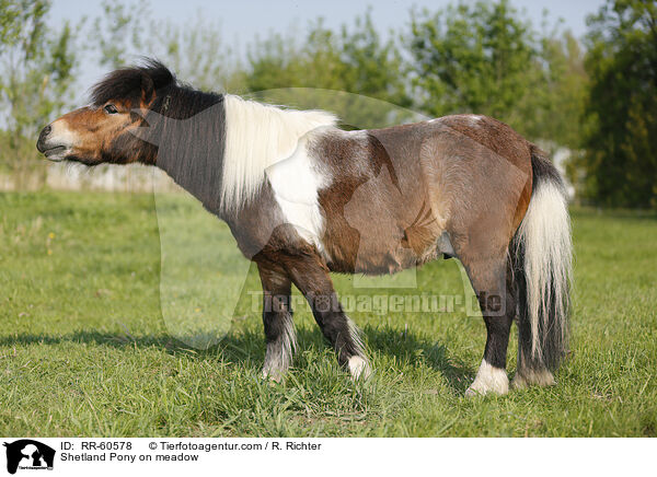 Shetland Pony auf der Weide / Shetland Pony on meadow / RR-60578