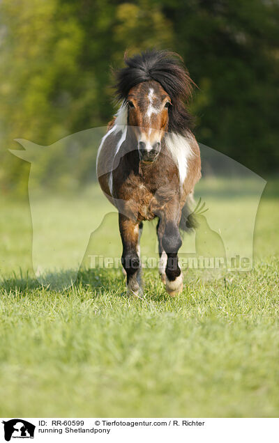 rennendes Shetlandpony / running Shetlandpony / RR-60599