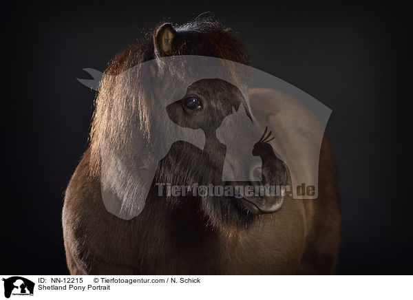 Shetland Pony Portrait / Shetland Pony Portrait / NN-12215