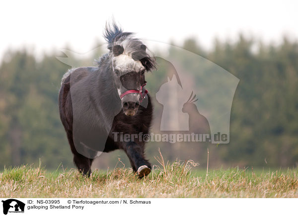 galoppierendes Shetland Pony / galloping Shetland Pony / NS-03995
