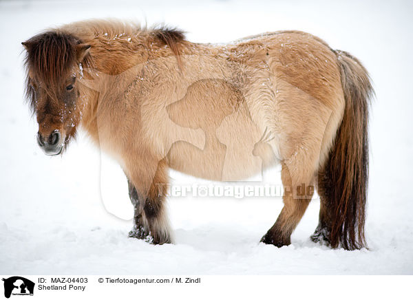 Shetland Pony / Shetland Pony / MAZ-04403
