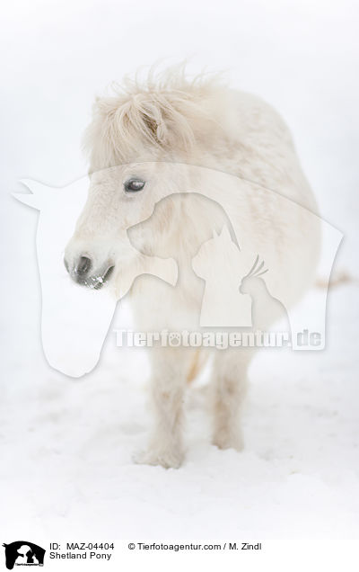 Shetland Pony / Shetland Pony / MAZ-04404