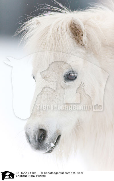 Shetland Pony Portrait / Shetland Pony Portrait / MAZ-04406