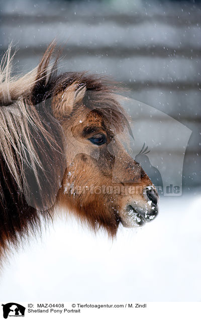 Shetland Pony Portrait / Shetland Pony Portrait / MAZ-04408