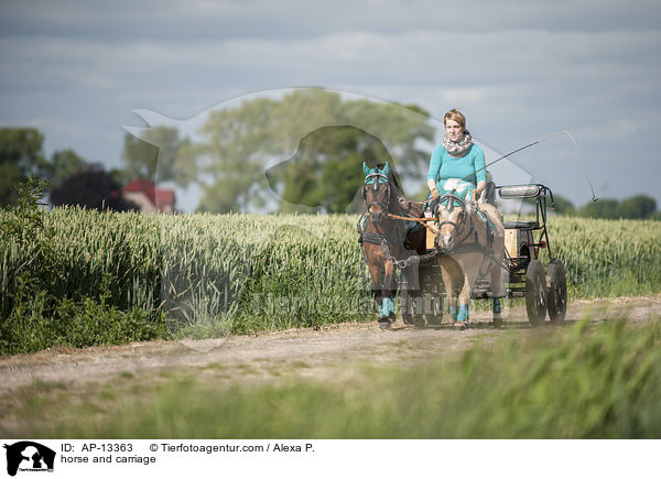 Shetlandpony Gespann / horse and carriage / AP-13363